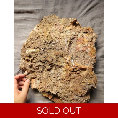 Rare Huge Trimerorhachis Fossil Amphibian Bone Partial Fossil Skeleton Permian